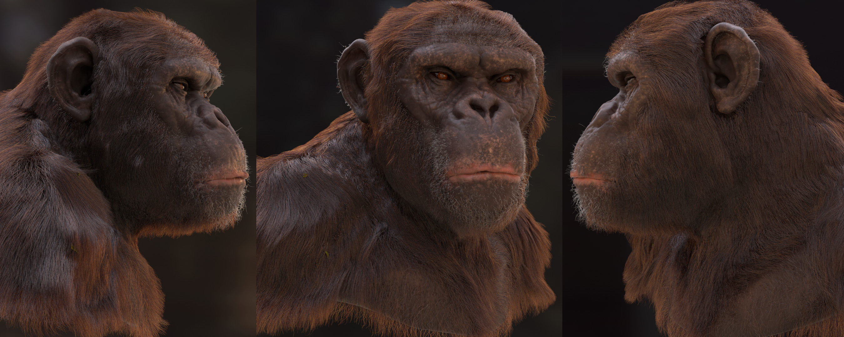 chimp_banner